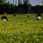 Margret Nyaboke, Tee-Farmerin aus Kenia