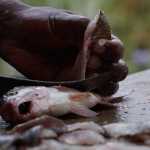 Wondimeneh Tseqaye, Fischer aus Äthiopien